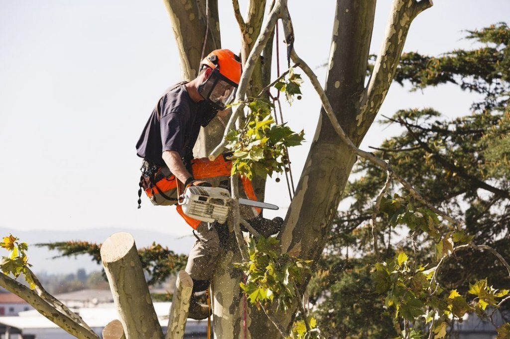 Tree Removal San Antonio